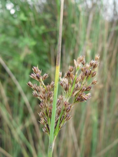 Juncus da confermare